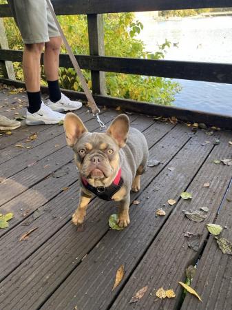 Image 14 of French bulldog carrying l4 fluffy