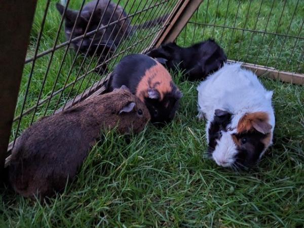 Image 2 of Guinea pigs and hutch and run