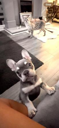 Image 9 of Beautiful KC Registered French Bulldog Puppy SOLD