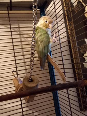 Image 5 of Lovely cheeky cinnamon blue conure with cage