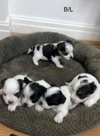 Image 13 of Very meautiful mini Biewer puppies for sale
