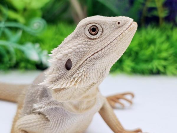Image 1 of Various zero bearded dragons males and females