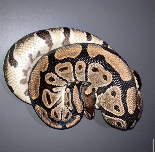 Preview of the first image of Whole collection of ball pythons for sale.