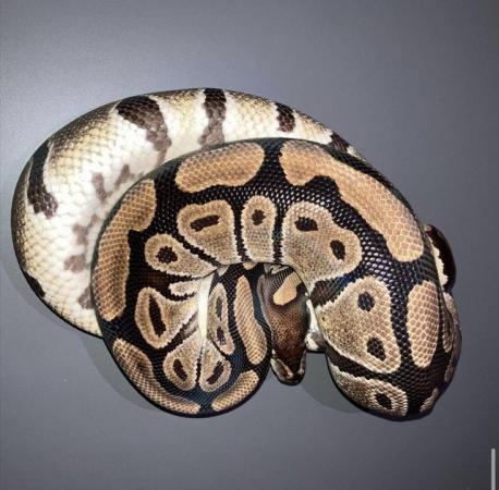Image 1 of Whole collection of ball pythons for sale