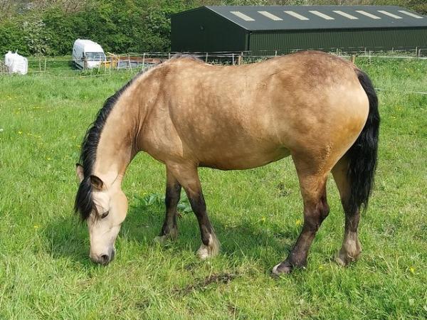 Image 13 of County Standard Buckskin Mare, 4 Whites Drastically reduced*