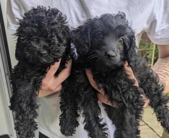 Image 1 of Last 2Cockapoo girls looking for their forever homes