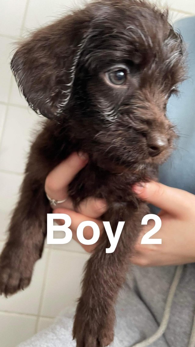 Preview of the first image of ?? Labradoodle puppies ??.