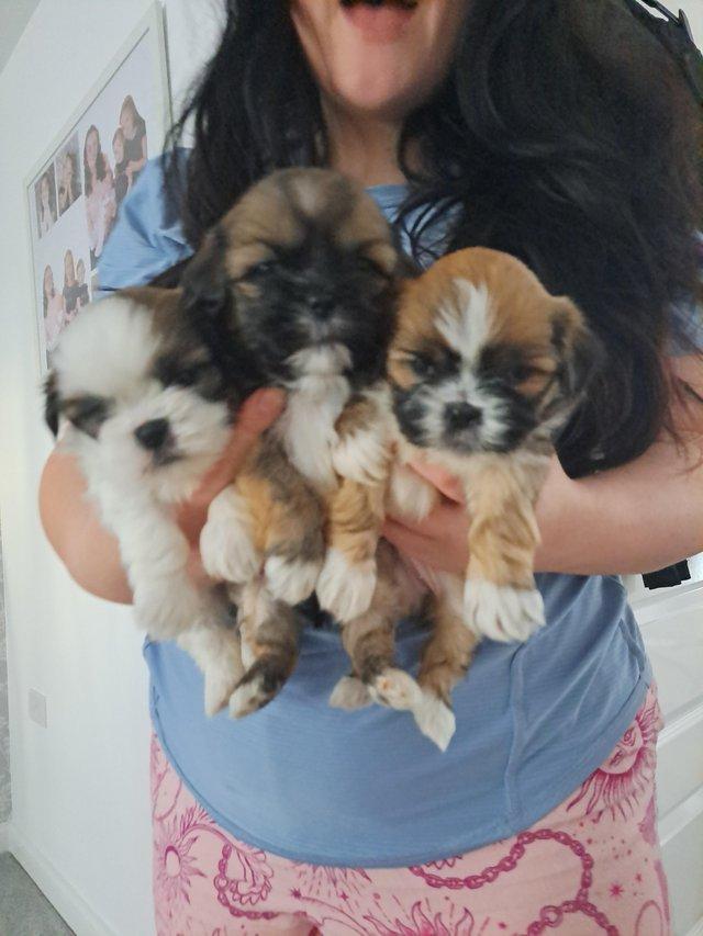 Preview of the first image of REDUCED LAST GIRL PUP LEFT shih tzu puppies.