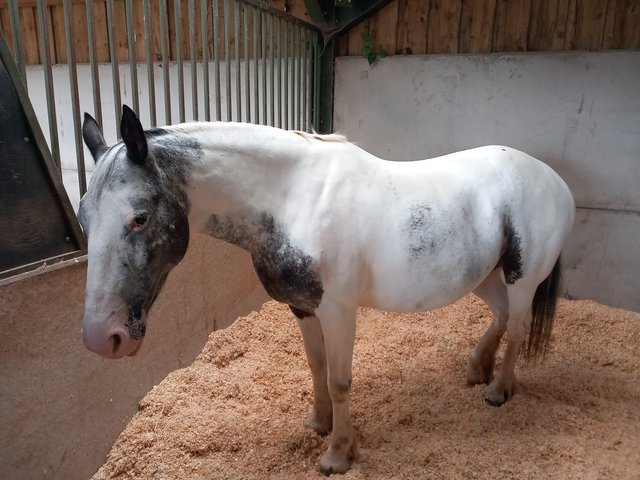 Preview of the first image of 8yr old 14.2hh cob x appaloosa mare.
