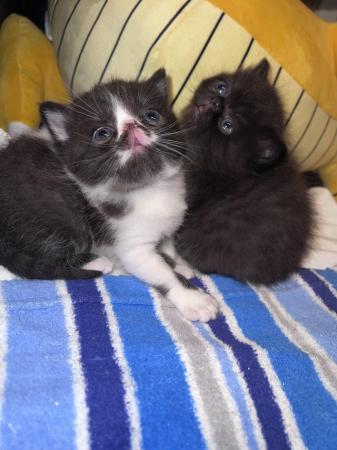Image 3 of Two left Beautiful persian flatnose kitten