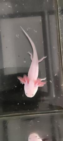 Image 2 of Juvenile leucistic Axolotl 5 months old