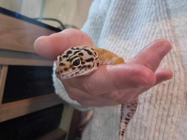 Image 2 of Female leopard gecko with full setup available