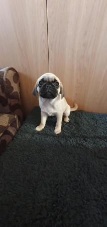 Image 4 of Puggle puppies. 2 females available. 12 weeks old. £700