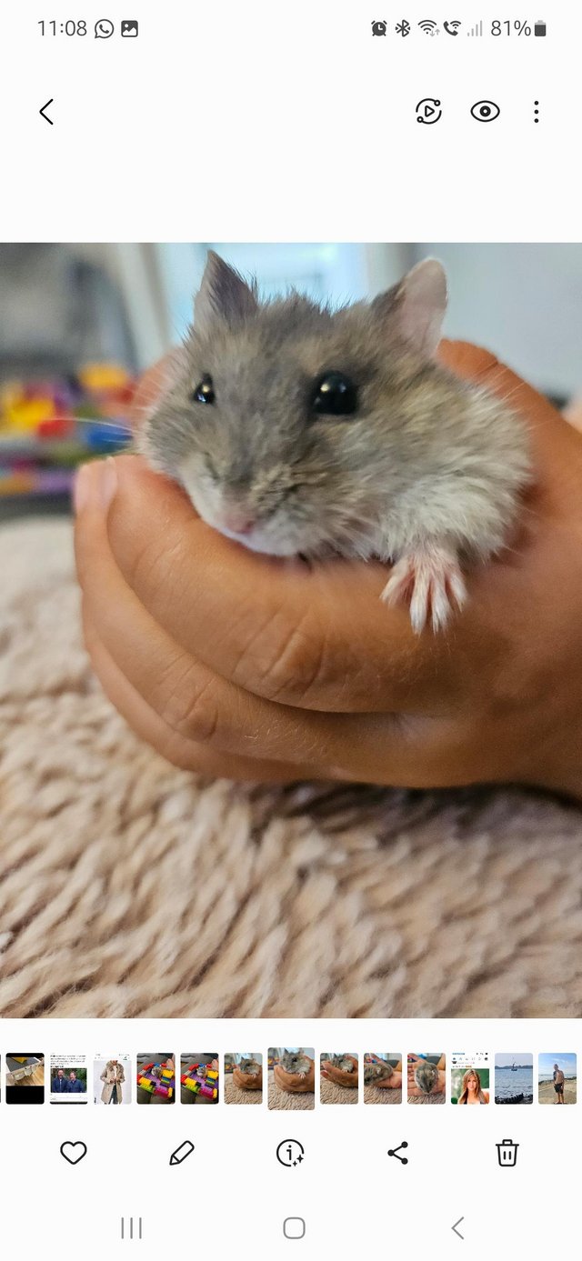 Preview of the first image of Lovely Grey Male hamster.