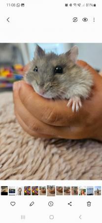 Image 1 of Lovely Grey Male hamster