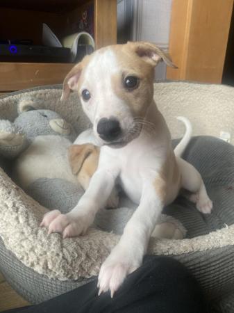 Image 1 of 2 KC registered whippet puppies