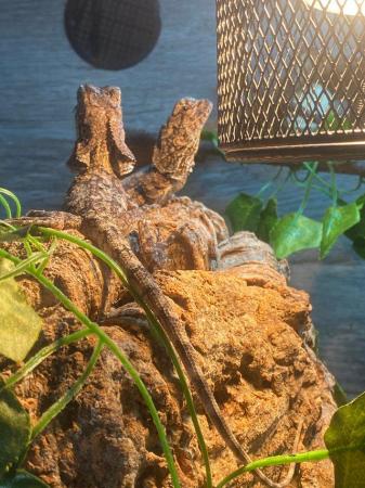 Image 1 of Indonesian Frilled Dragon x3 available price each.