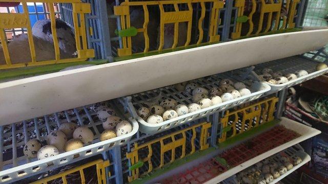 Image 2 of Quail Japanese fertile eggs......