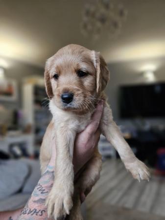 Image 9 of Lovely labradoodle puppies for sale