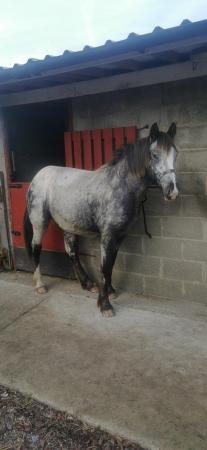 Image 2 of 2 year old filly, Appaloosa X Cob.