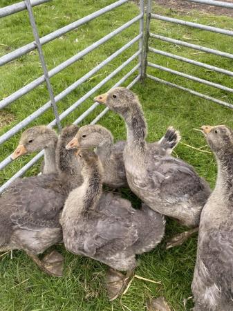 Image 2 of 7 weeks old goslings for sale