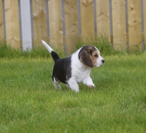 Image 6 of Gorgeous, Chunky Beagle Puppies