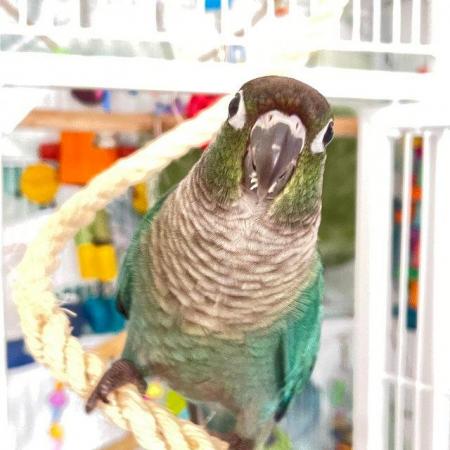 Image 2 of Parrot Turquoise Conure Female bird parakeet for sale dna’d