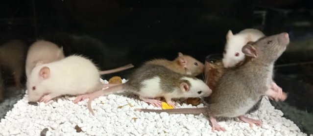 Image 27 of Baby Dumbo and Straight eared Rats