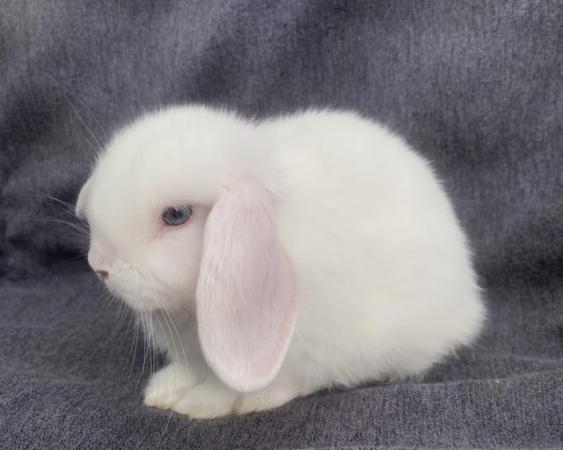 Image 5 of 9 week old mini lop rabbits for sale
