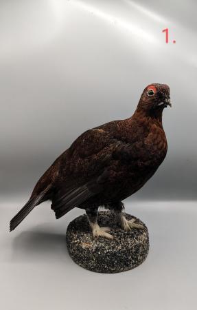 Image 6 of Taxidermy, Antique Collectables, Taxidermy Mounts,