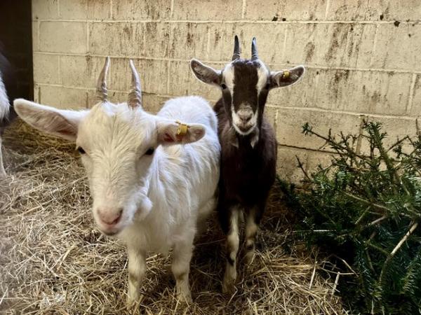 Image 3 of Two female one-year-old goats
