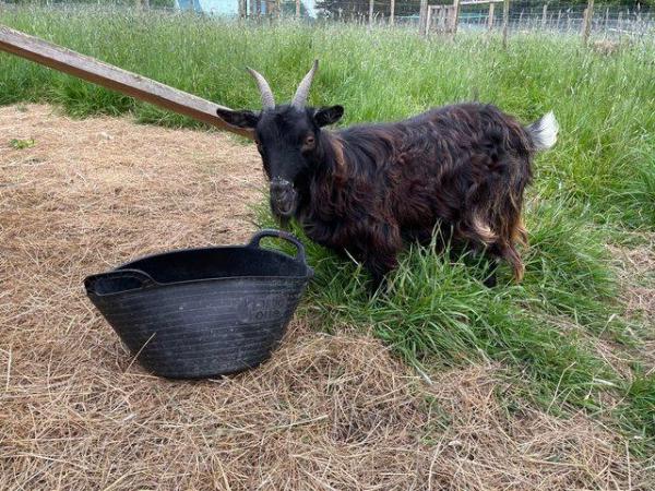 Image 3 of Adult Female pygmy goat group for sale