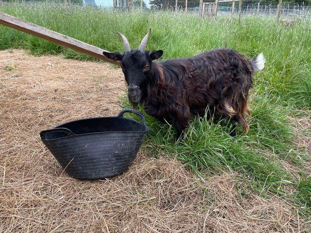 Preview of the first image of Adult Female pygmy goats for sale.