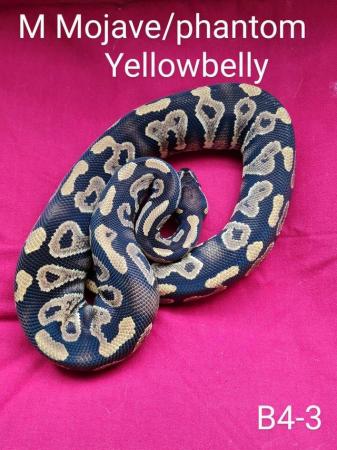 Image 5 of Male phantom or mojave yellowbelly royal python