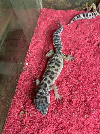 Image 5 of Montanus leopard gecko £70 Each