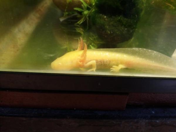 Image 4 of 12 months old axolotls Lucy's gold and coppers