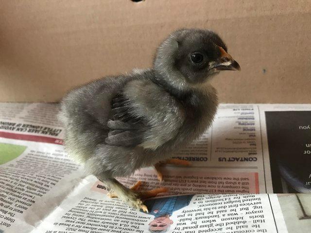 Preview of the first image of Day old chicks available Leicester.
