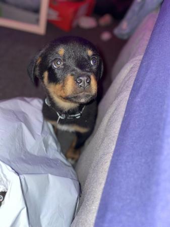 Image 7 of Rottweiler pup looking for her forever home