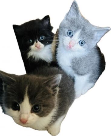 Image 12 of Ragdoll x maincoon kittens