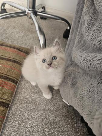 Image 3 of Ragdoll Kitten- Last Kitten Available!