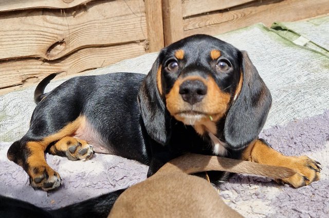 Image 8 of ONLY 2 GIRL DACHSHUND PUPPIES LEFT!!!!