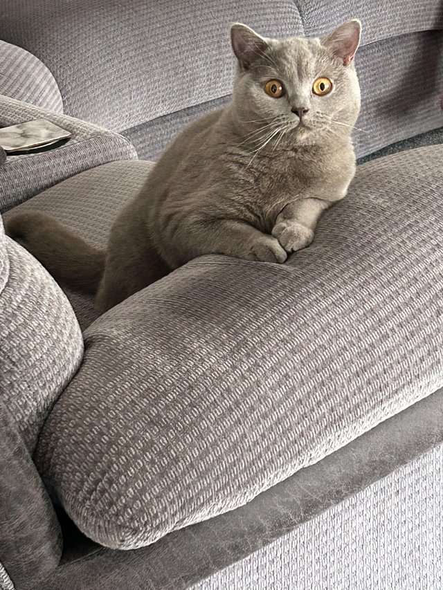 Preview of the first image of neutered British shorthair cat available.