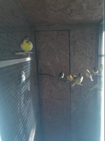 Image 4 of 2023 hatched canaries, to pair up