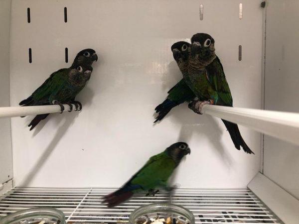 Image 2 of Young Pearly Conures ready for sale