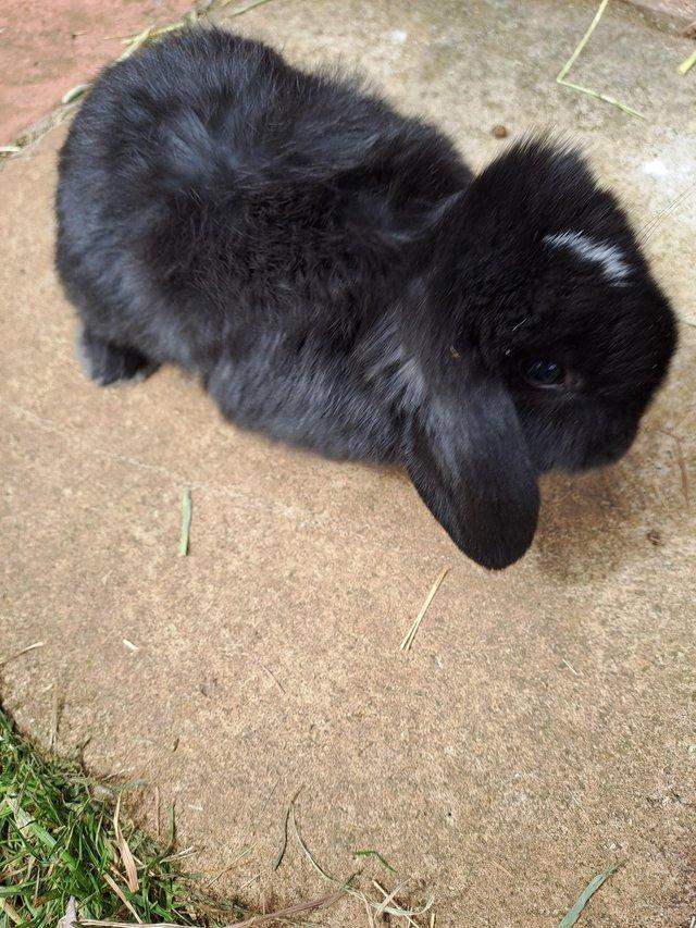 Preview of the first image of Mini lop ear Very looking for their forever homes.