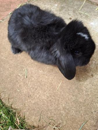 Image 1 of Mini lop ear Very looking for their forever homes