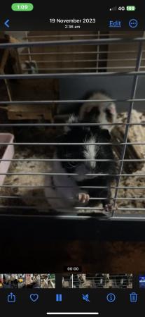 Image 1 of 3 female Guinea pigs for sale