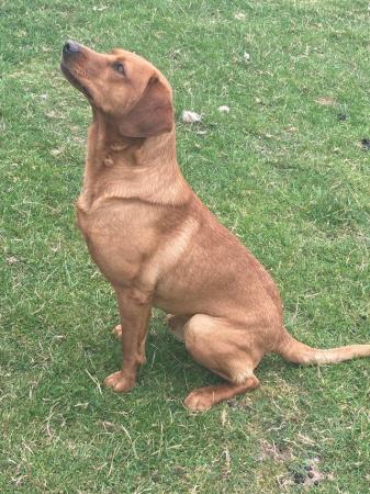 Image 2 of Fox Red Labrador Available For Stud