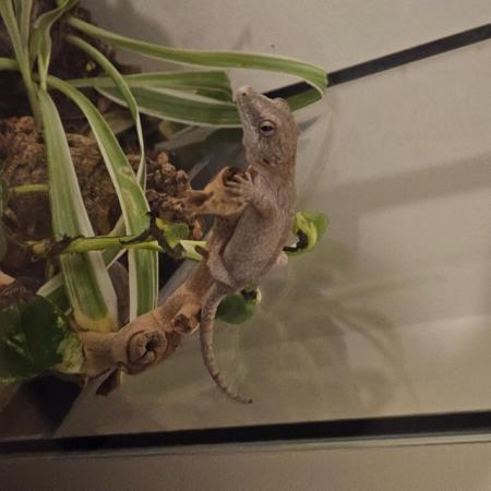 Image 4 of Gargoyle gecko for sale in the Bracknell area