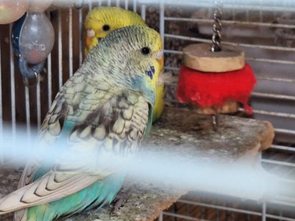 Image 10 of Gorgeous baby budgies 12 weeks old